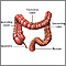 The large intestine