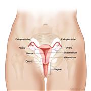 Anatomy of the female reproductive system; drawing shows the uterus, myometrium (muscular outer layer of the uterus), endometrium (inner lining of the uterus), ovaries, fallopian tubes, cervix, and vagina.