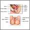 Female reproductive anatomy