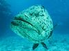 Photo: Huge yellow-and-brown fish stares at the camera.