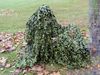 Picture of two children hiding under leaves. 