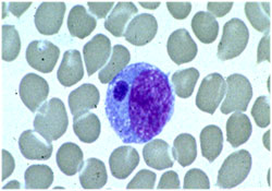 Image: a microscopic image of Morulae detected in a monocyte