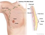 Anatomy of the male breast; drawing shows the nipple, areola, fatty tissue, ducts, nearby lymph nodes, ribs, and muscle.