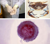 three asthma sensitizers: Latex gloves, Crab, and Aspergillus niger fungi