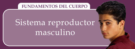 Sistema reproductor masculino