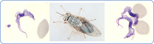 L&R: </em>Trypanosoma brucei<em> ssp. in thin blood smears stained with Giemsa. Center: A close up of a tsetse fly.