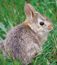 Cottontail rabbit (Sylvilagus spp.) 