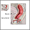 Anatomía del esfínter anal