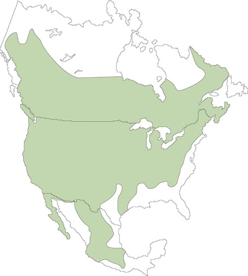 Map of deer mouse distribution in north america