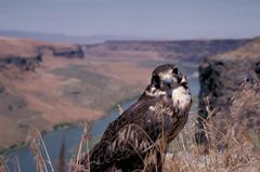 Morley Nelson Snake River Birds of Prey National Conservation Area