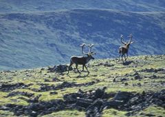 Steese National Conservation Area - Fortymile Caribou Herd