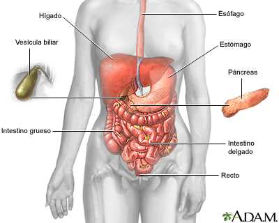 El sistema digestivo