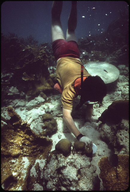 Snorkeler at John Pennekamp Coral Reef State Park near Key Largo. At the Time of This Picture, Water Clarity Was Good, But Experienced Divers Say Clarity Is Far Less Than It Was 20 Years Ago Because of Dredging and Filling Operations by Land Developers Documerica 1975 by Flip Schulke 1930-2008.