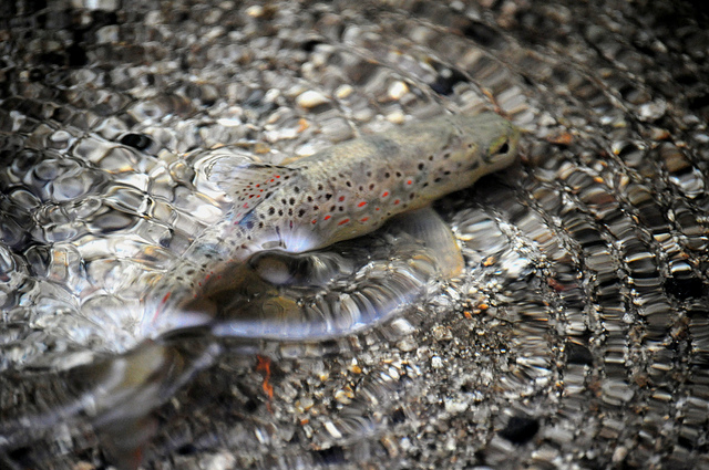 A trout caught and released. April 23, 2012 photo by Charles Monroe.