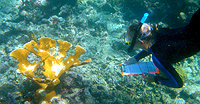 Coral Reef Scuba image