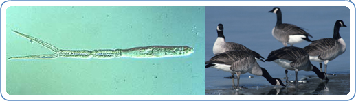 Left: Cercariae of Austrobilharzia variglandis (left), which can cause cercarial dermatitis.  Note the forked 'tail' and a pair of 'eye spots' near the anterior end (right). Right: A group of geese a preferred host of the parasite that causes Cercarial Dermatitis.