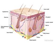 Skin anatomy; drawing shows layers of the epidermis, dermis, and subcutaneous tissue including hair shafts and follicles, oil glands, lymph vessels, nerves, fatty tissue, veins, arteries, and a sweat gland.