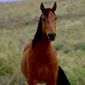 Wild horse in western Wyoming.