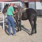 Wild horse training at the Wyoming Honor Farm near Riverton, Wyoming.