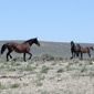 Wild horses in western Wyoming.