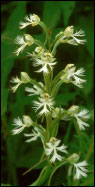 Image of Eastern Prairie white-fringed orchid