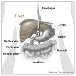 illustration of the liver