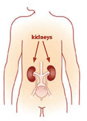 An illustration of a person with two arrows pointing to the kidneys.