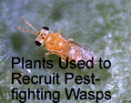 Photo of a waps with the text: 'Plants used to recruit pest-fighting waps.' Link to story.