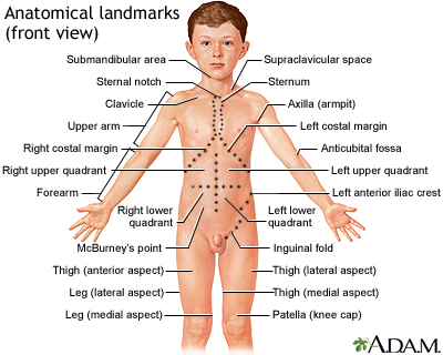 Anatomical landmarks, front view