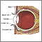 Anatomía del ojo