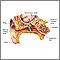 Anatomía del oído