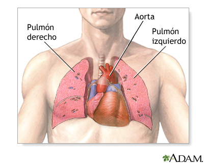 Anatomía      normal