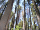 Photo of a lodgepole pine forest.