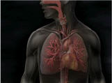 Efectos cardiovasculares por exposición al humo secundario del cigarrillo