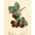 Eaton Raspberry. USDA Pomological Watercolor Collection