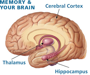 Illustration of brain with labels