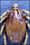 Hyalomma tick