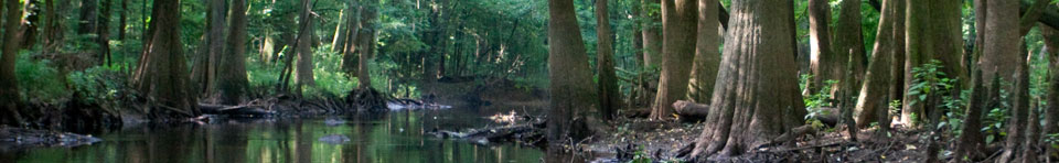 Bald Cypress and Water Tupelo along Cedar Creek