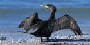 Double-crested Cormorant Rests at Boston Harbor Islands