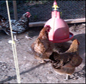chickens feeding
