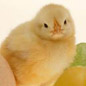 Photo: Baby Chicken