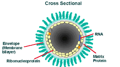 Cross-sectional diagram of the rabies virion