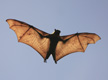 bat flying in the air