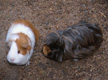 two guinea pigs on the ground