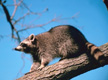 raccoon on a tree limb