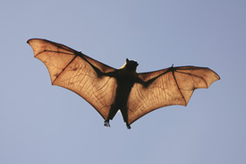 Bat flying in the air
