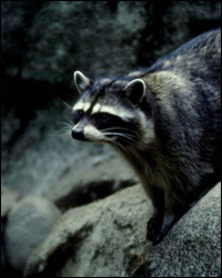 Photo: raccoon.