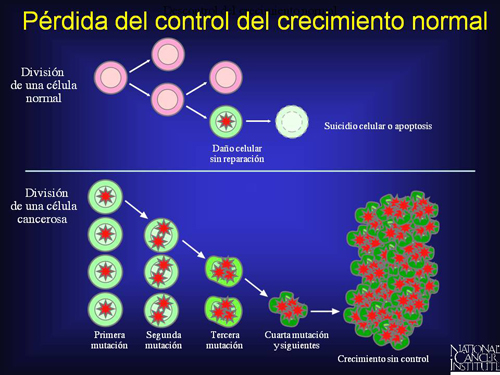 Imagen titulada Pérdida del control del crecimiento normal. La imagen muestra la división de una célula normal y el suicidio celular normal, o apoptosis, de una célula dañada. También muestra la división de una célula cancerosa, a través de varias etapas de mutación, que termina en un crecimiento sin control.