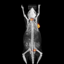 Imagen de cáncer de próstata injertado en un ratón (iluminado de color amarillo en la cadera) y detectado con un marcador creado por ImaginAb.