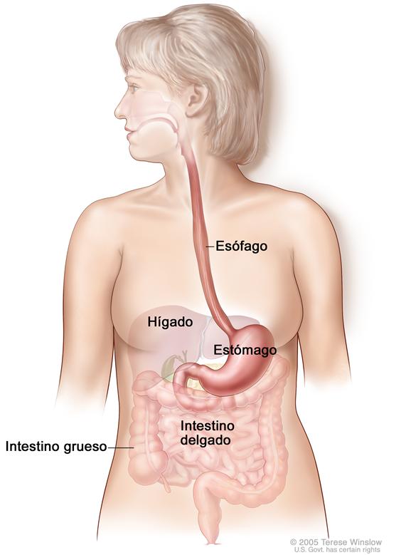 Anatomía del aparato gastrointestinal (digestivo); muestra el esófago, hígado, estómago, intestino grueso e intestino delgado.